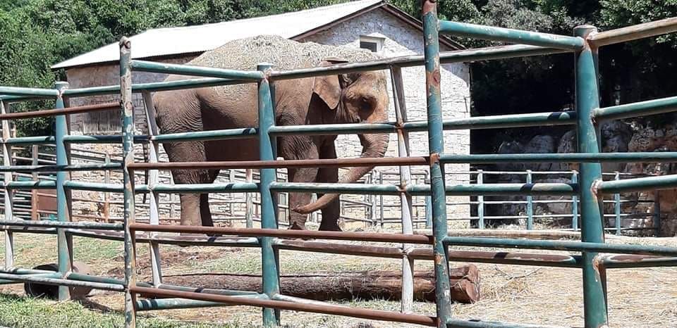 USAMLJENA I TUŽNA DAMA Hoće li Titova slonica Lanka s Brijuna, put utočišta u Francusku?