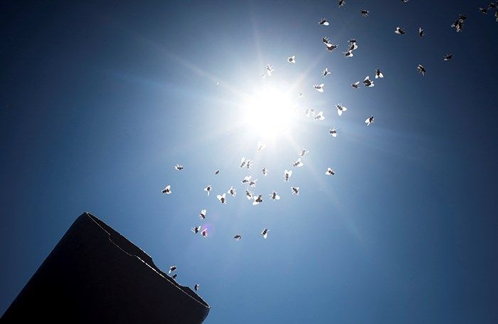 Uspješna tehnika zaštite agruma sterilnim kukcima u dolini Neretve