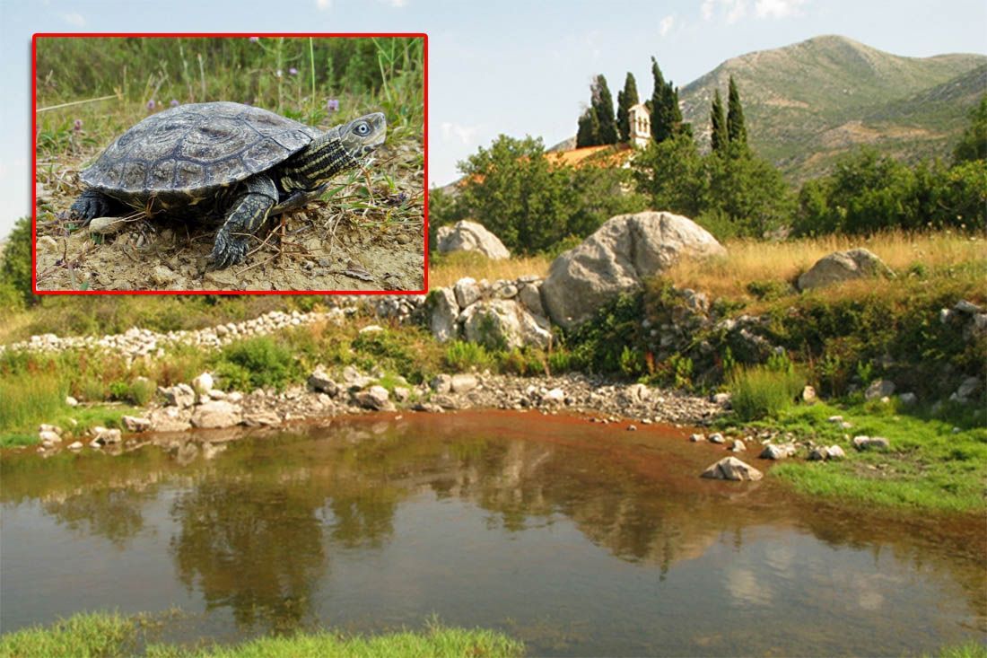 Zbog očuvanja rijetke riječne kornjače, uskoro proglašenje posebnog rezervata “Lokve u Majkovima” kod Slanog