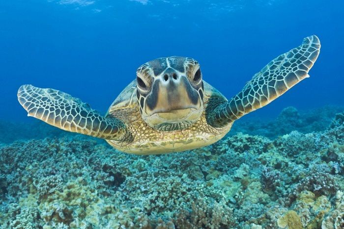 FOTO/VIDEO Morske kornjače u Jadranu – Projekt „LIFE – EUROTURTLES“, istraživanje i zaštita