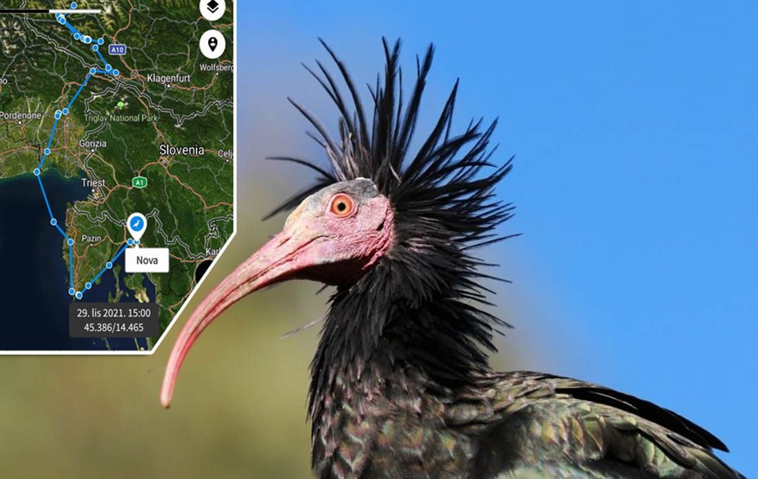 VIDEO: Izuzetno rijetka i ugrožena ptica Sjeverni ćelavi ibis skrenula s rute i sletjela kod Rijeke