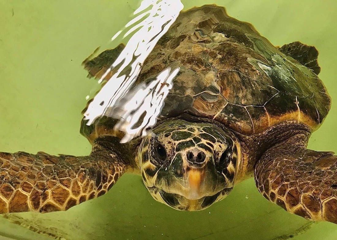 Dvije oporavljene glavate želve u NP Brijuni bit će ponovno puštene na slobodu