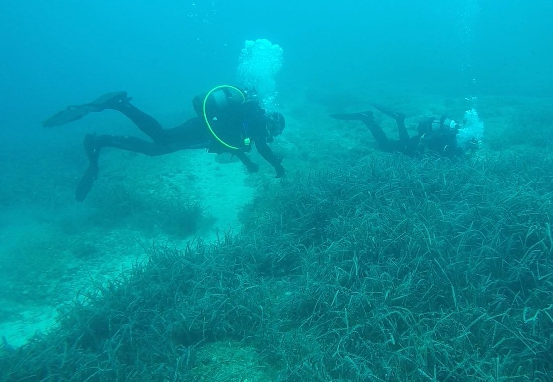 Uspješno presađivanje posidonije u Nacionalnom parku Kornati – sidrenjem