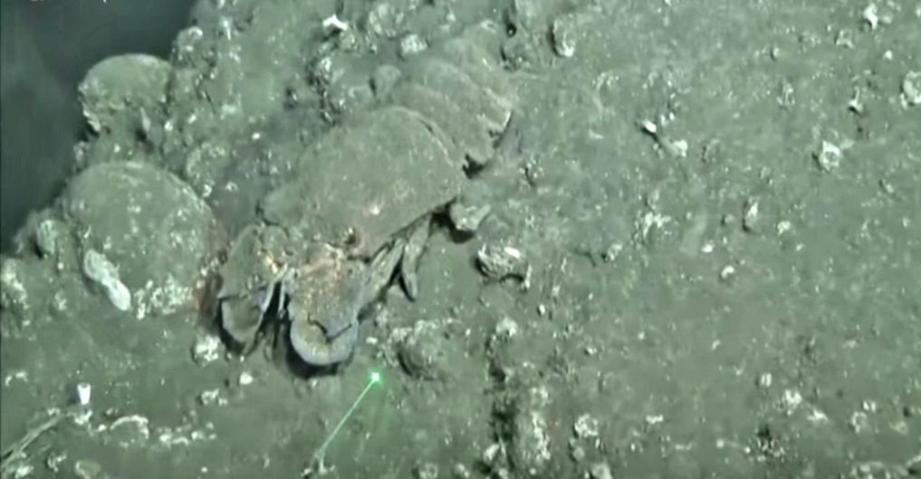 VIDEO Vulkanski pepeo prekrio podmorje otoka La Palma – Spašeni psi koji su danima bili okruženi lavom