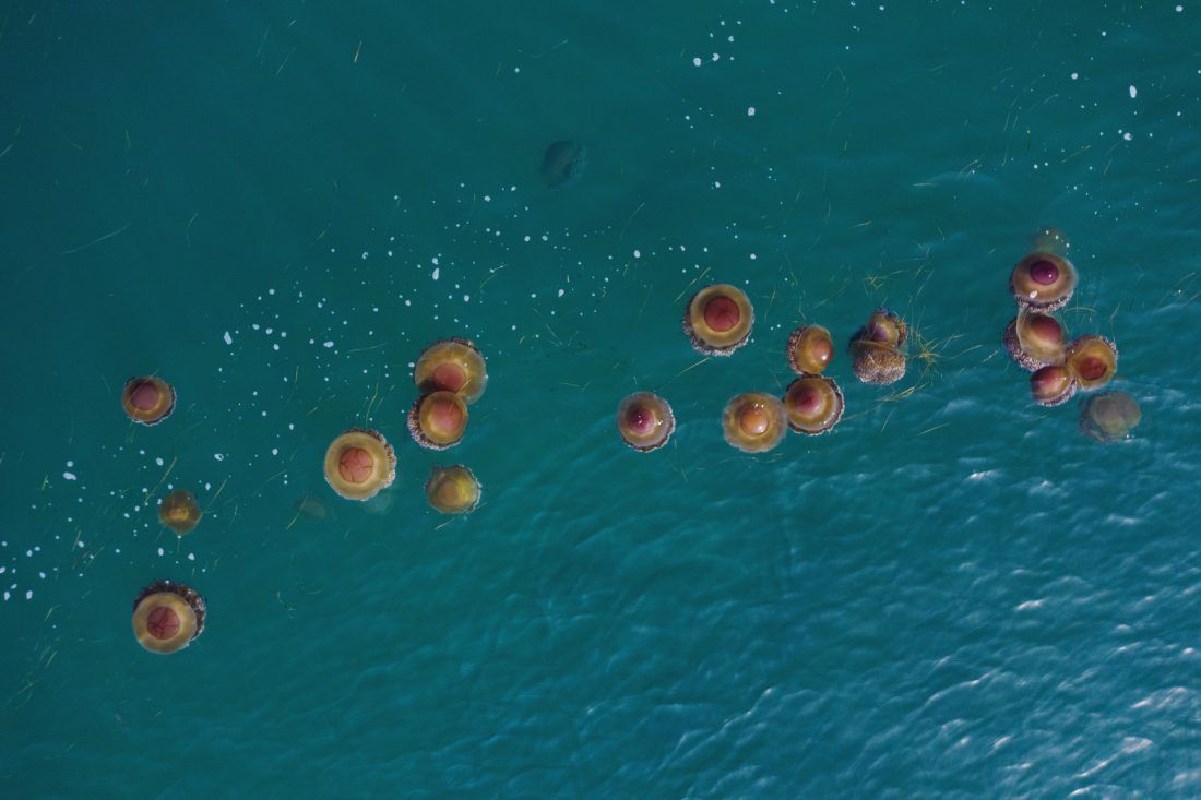 FOTO: JAJE NA OKO Predivni kadrovi Mediteranskih meduza snimljeni u Karinskom moru