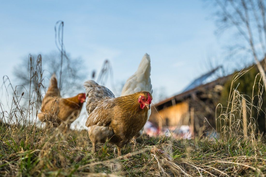 Ptičja gripa potvrđena u tri županije, među njima i Splitsko-dalmatinska županija