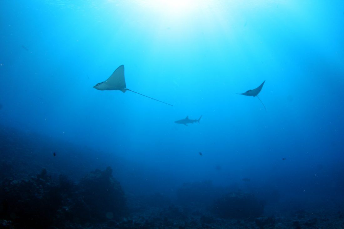 Stvara se zaštićeni koridor za ugrožene životinje u Tihom oceanu