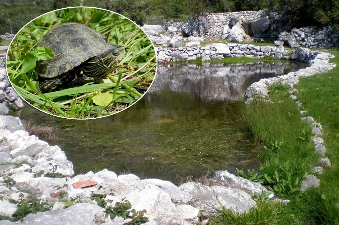Lokve u Majkovima proglašene prvim herpetološkim rezervatom u Hrvatskoj