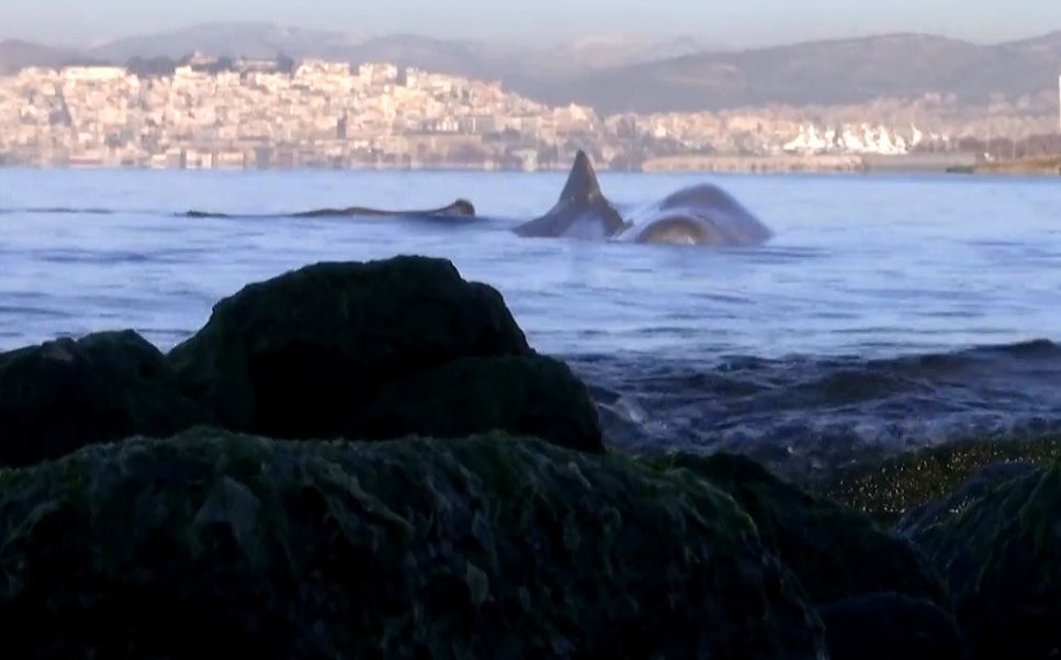 VIDEO Na plaži pokraj Atene nasukao se kit – Pretpostavlja se da ga je ozlijedio brodski propeler