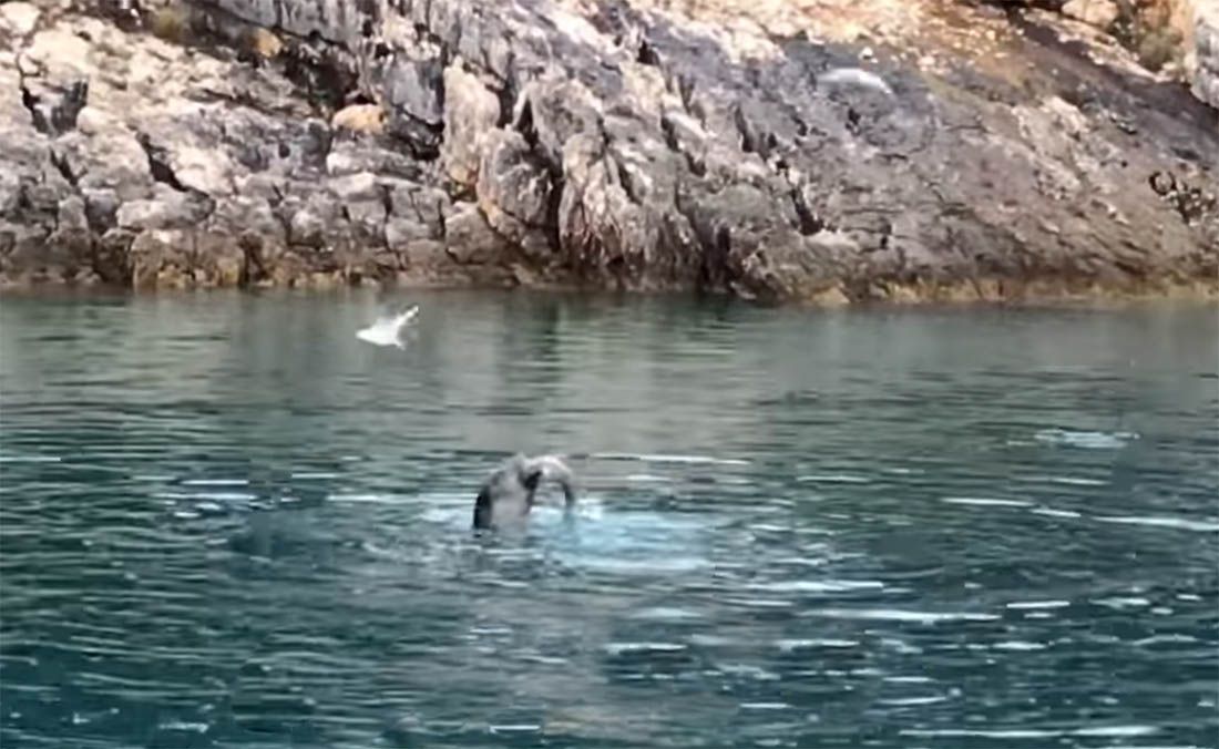 VIDEO Na jugu Jadrana snimljena sredozemna medvjedica!