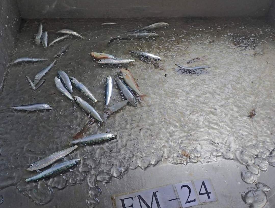 Utječe li pojava invazivnog rebraša na jadranske inćune?