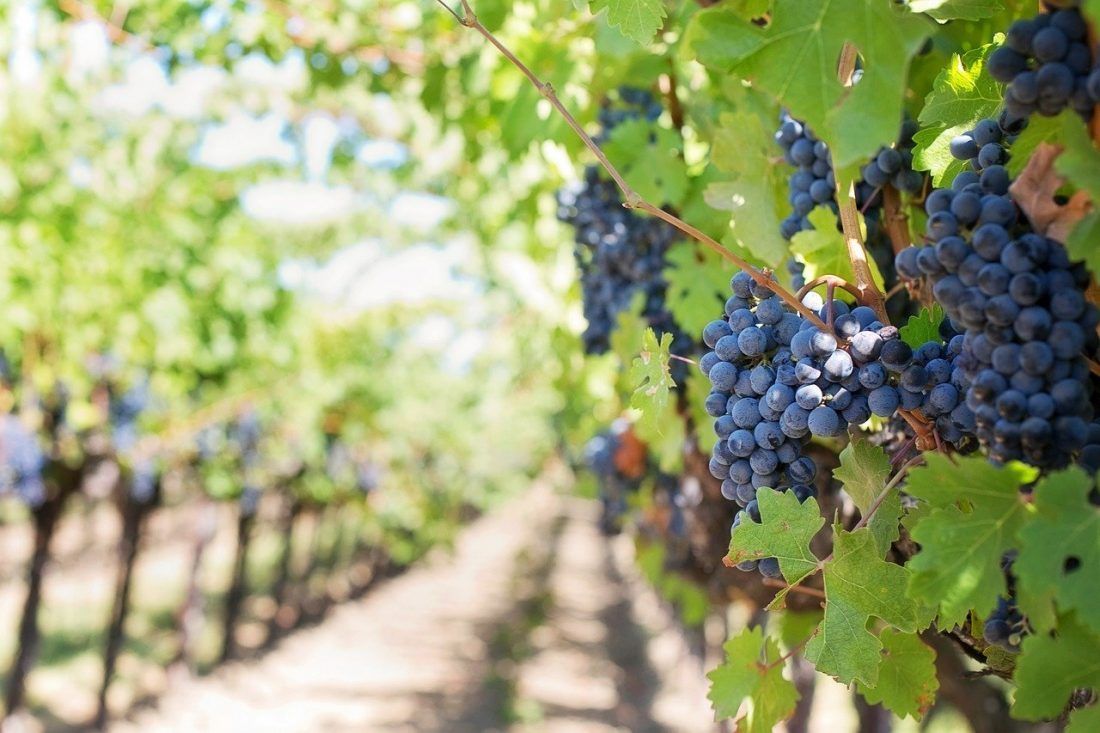 U e-savjetovanje pušten novi Pravilnik o vinogradarstvu