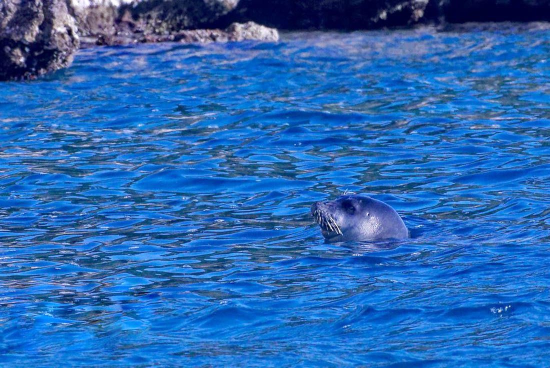 Sredozemna medvjedica nakon 40 godina uočena u akvatoriju Nacionalnog parka Mljet!