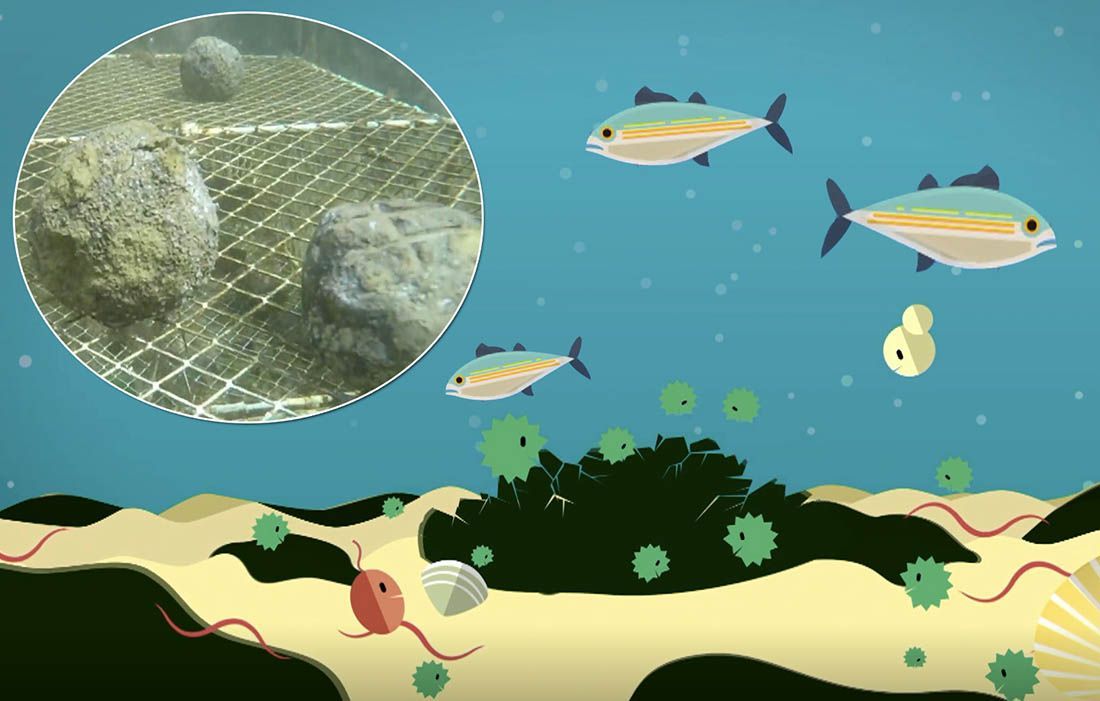 Ovo su kugle koje vraćaju život u morski okoliš