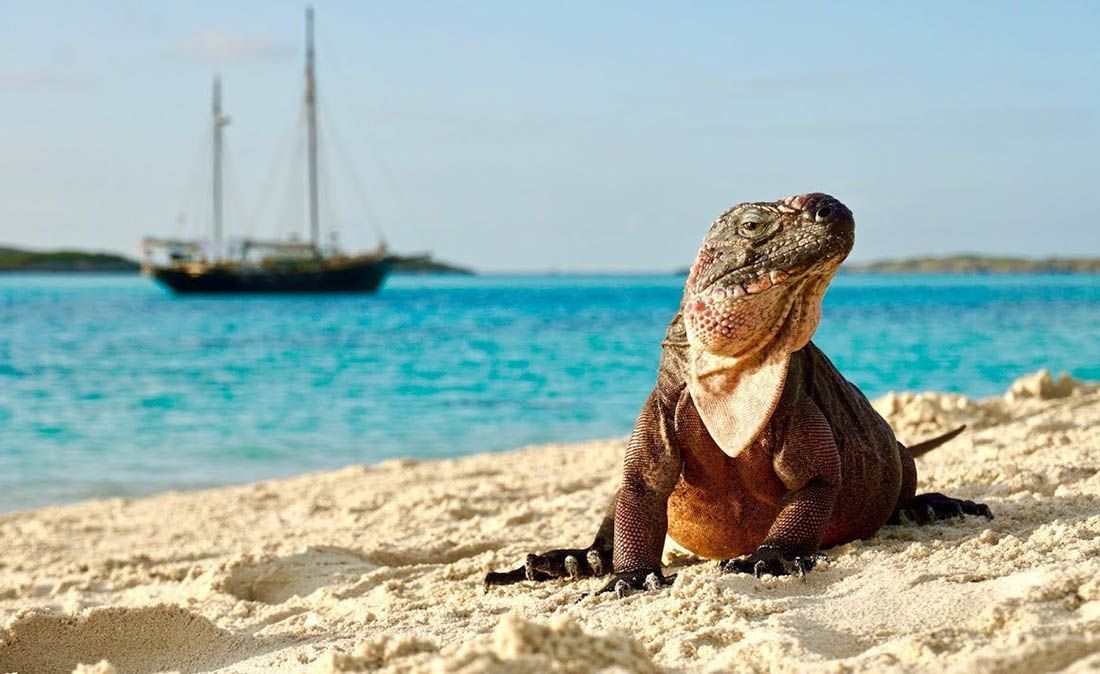 Iguane na Bahamima zbog turista dobile povećanu razinu šećera u krvi