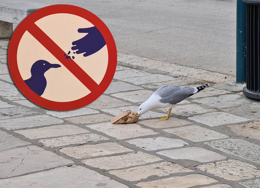 PROBLEM S GALEBOVIMA U ROVINJU: “Napadaju ljude, otimaju hranu iz ruke”