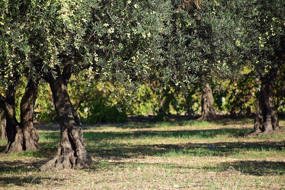 APSURD Vlasnici su najstarijih maslina na Mediteranu, ali nisu vlasnici zemlje na kojima su ta stabla