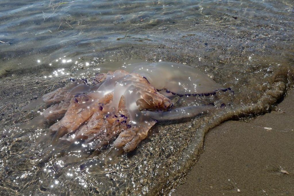 Divovske meduze nasukale se na opatijskoj Slatini: “Ima klobuk od sigurno pola metra…”