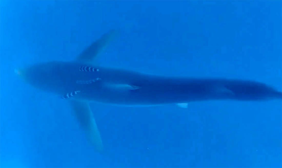 VIDEO Tunolovac snimio velikog morskog psa kod Žirja: “Gledaj čoviče, koliki je!” – Stručnjak analizirao vrstu