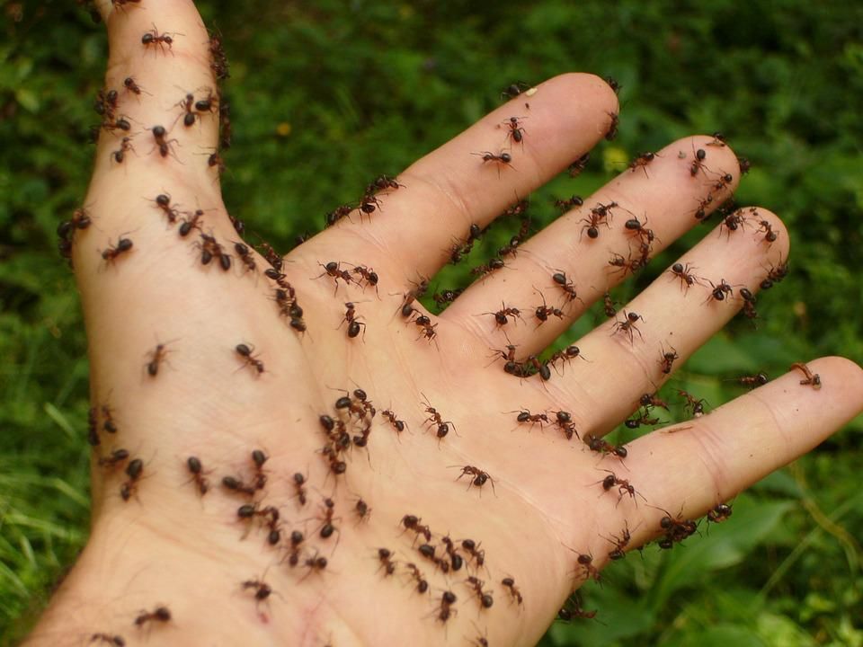 Proljetna sezona prepuna je kukaca – Evo kako se riješiti mrava ovim prirodnim sredstvima