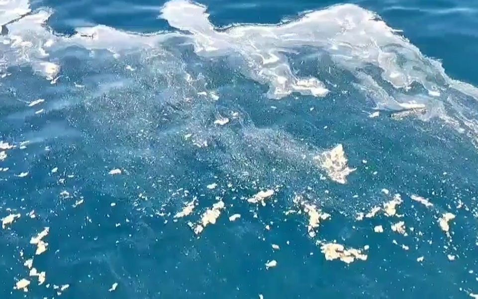 VIDEO Zbog naglog porasta temperature procvjetao Jadran