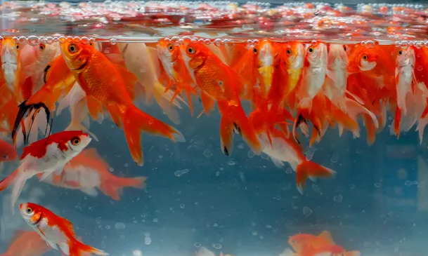 Sjajne i zlatne ali smrtonosne – ne bacajte zlatne ribice u rijeke ili mora