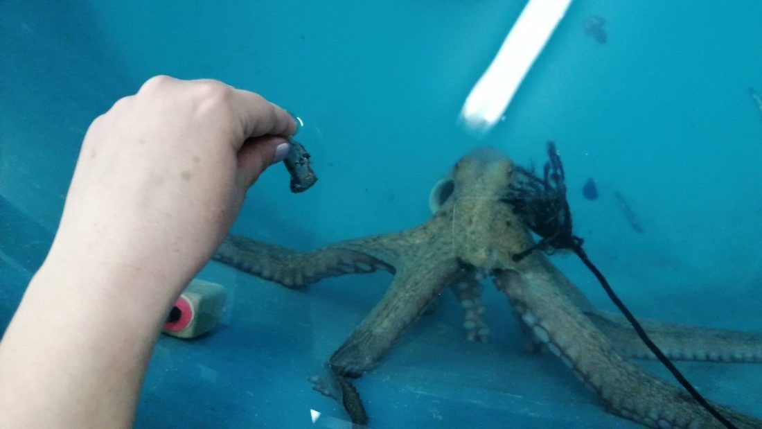 Institut za oceanografiju i ribarstvo održao radionicu za osnovnoškolce iz Supetra