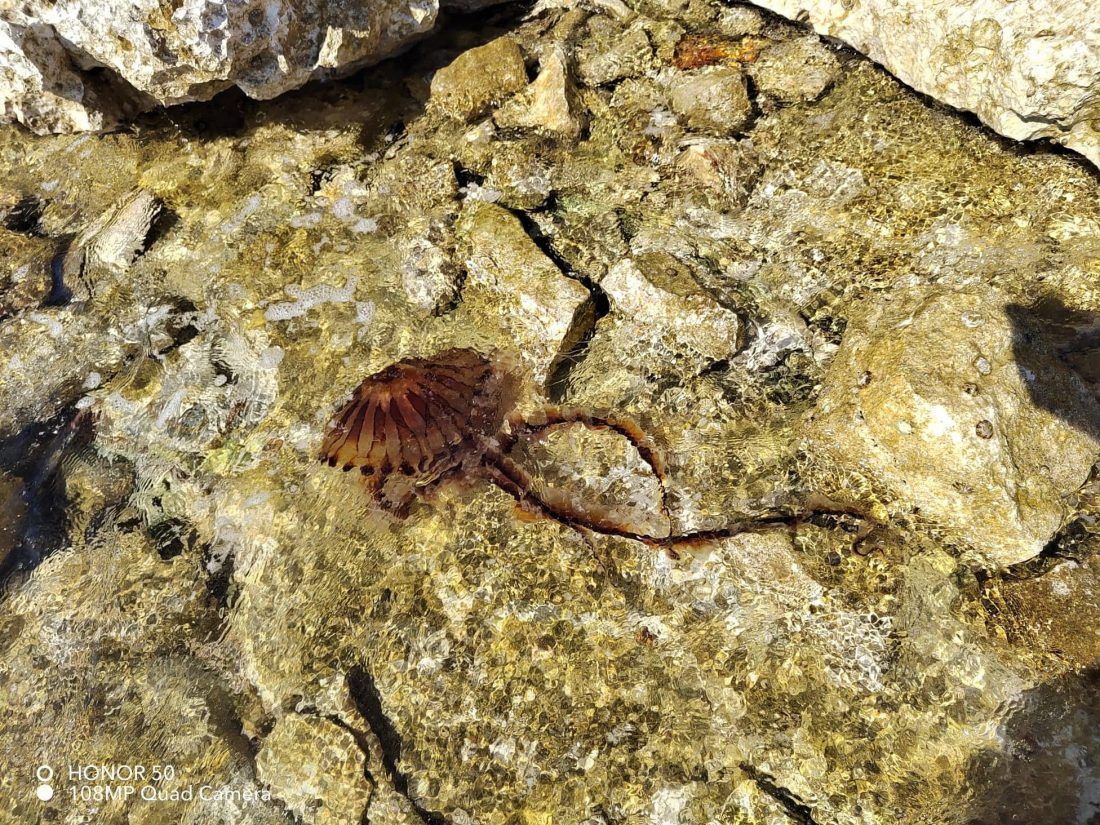 Opasna meduza ponovno “operira” istarskom obalom