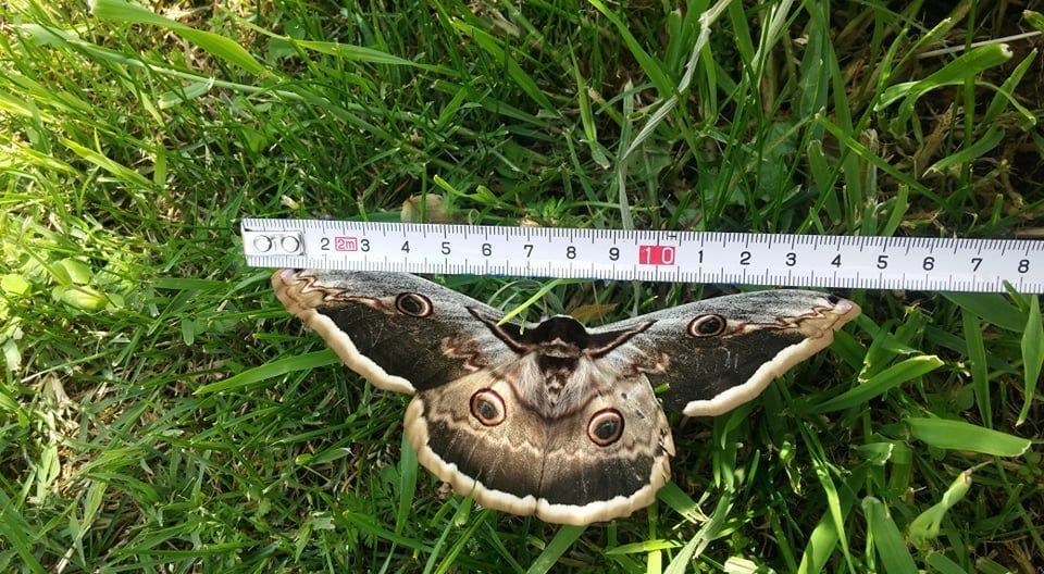 U Istri snimljen najveći europski leptir s rasponom krila od 15 centimetara