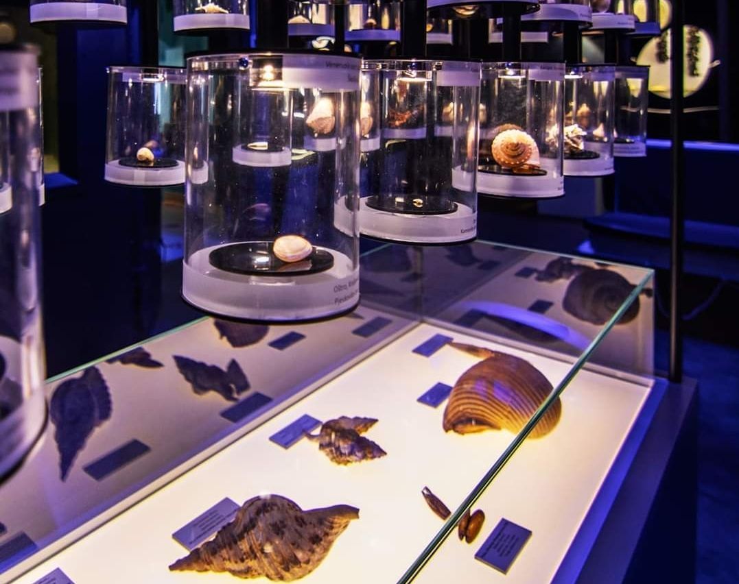 Blago pod površinom Kvarnera