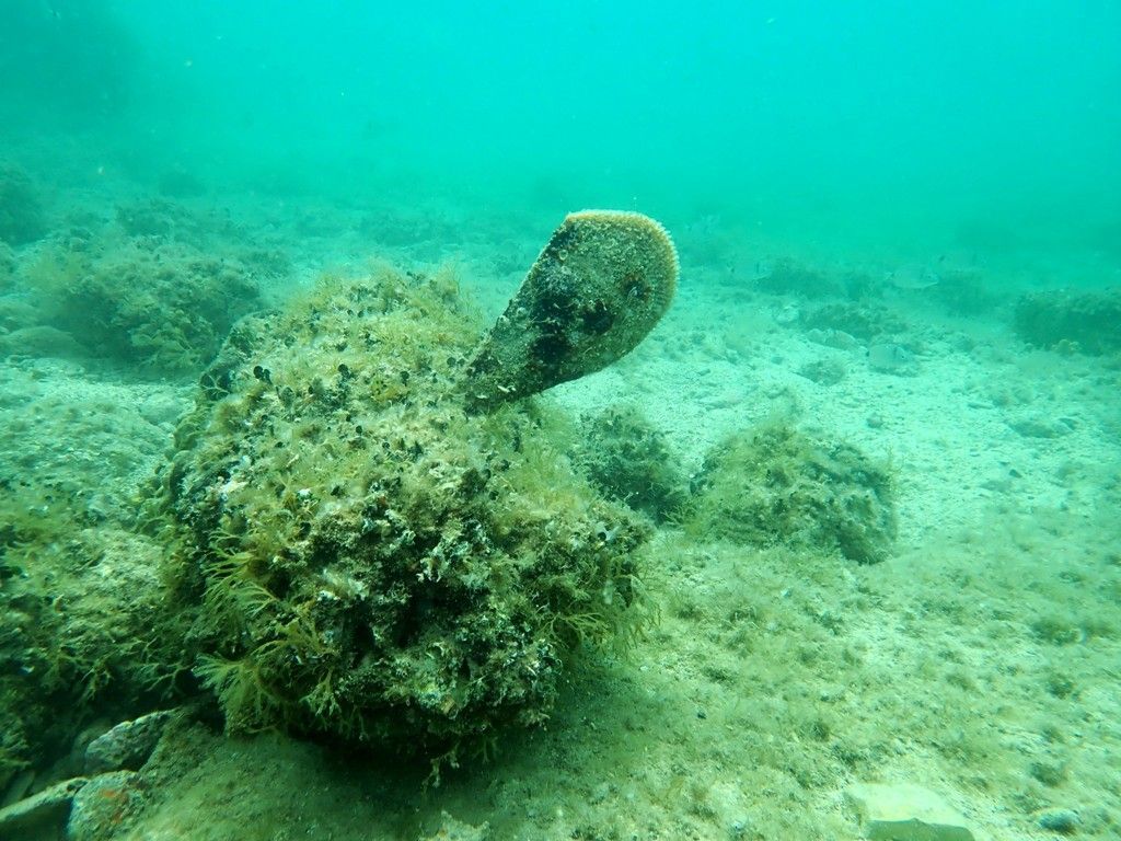 DOBRE VIJESTI Periske u rovinjskom akvatoriju su žive i zdrave