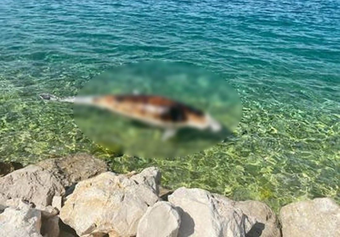 U moru kod Kožina pronađen uginuli dupin