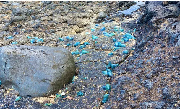 “PLASTITAR” Mješavina katrana i mikroplastike novi je oblik onečišćenja, kažu znanstvenici