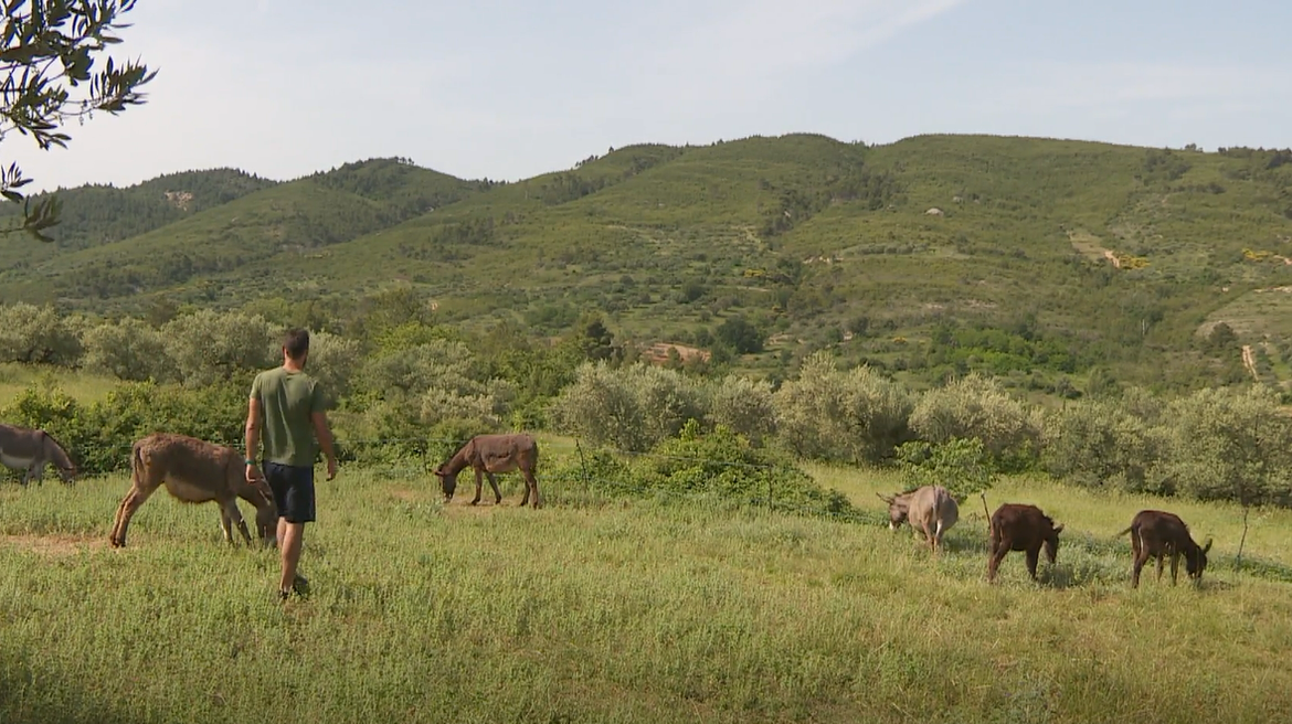 Imaju stado magaraca, ali i turističke planove