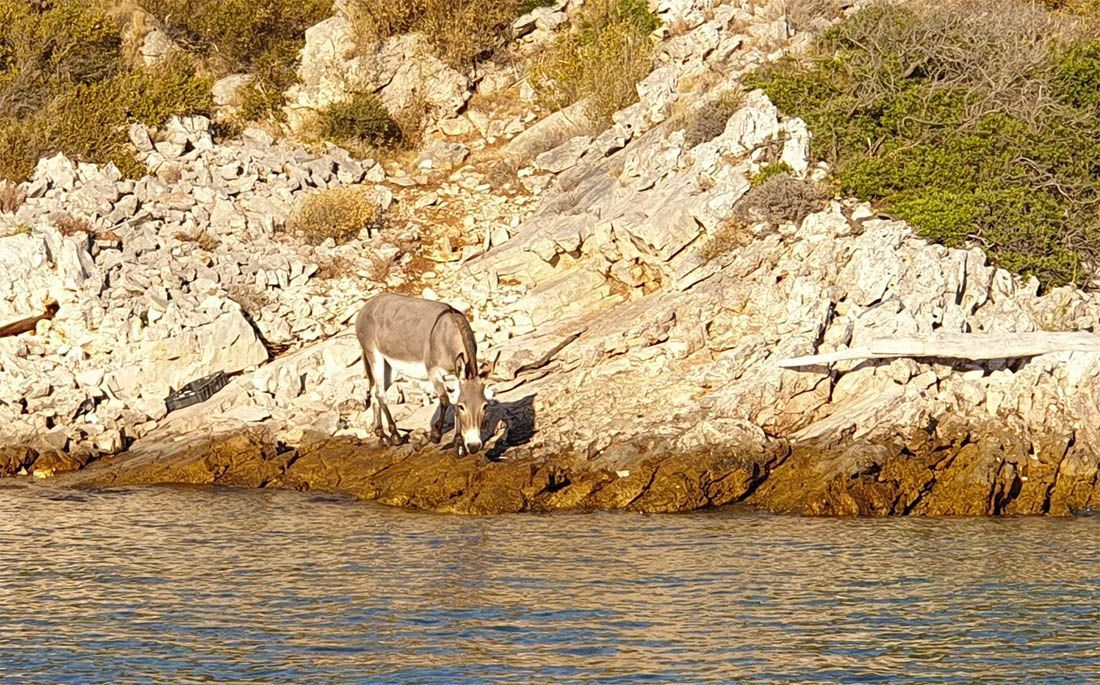 Napušteni magarac na otoku Lavdara Mala