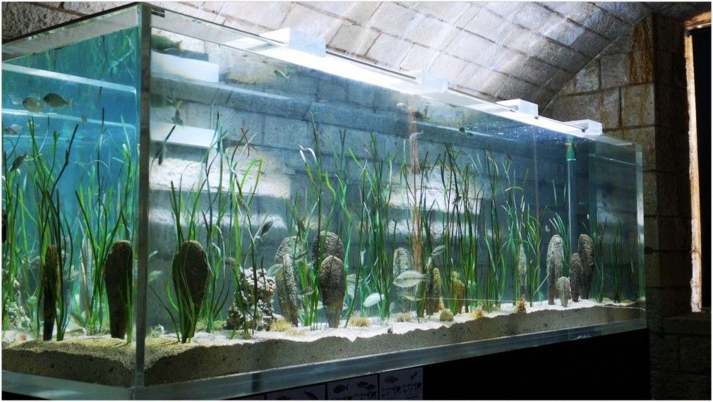 U pulskom Aquariumu izgrađeno “Plemenito utočište“ – Prostor za održavanje plemenitih periski s ciljem obnove populacije