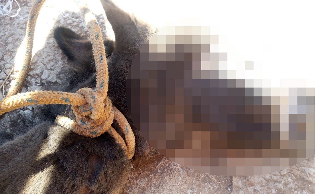 Policija provodi istragu: Tko je ubio mlado magare u Salima?