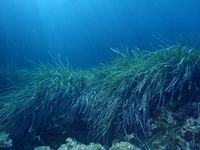 Što je to „plavi ugljik“ i zašto su slane močvare ključne za našu budućnost?