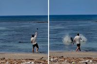 Turist gađao morsku medvjedicu kamenom: "Što me briga, bogat sam"