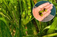 POTRAGA ZA „MORSKIM MASLINAMA“ Institut za oceanografiju i ribarstvo moli javnost za pomoć u pronalaženju plodova posidonije