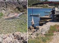 ZDRAVSTVENA BOMBA NA PLAŽI Pet dana kupači dijelili more s raspadnutim dupinom, sustav pokreće protokol, a na terenu – kaos! Donosimo mini-vodič kroz birokratski apsurd
