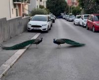 ONLY IN SPLIT Splitskim ulicama patroliraju - paunovi!