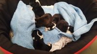 Pred skloništem u Puli ostavili pet štenaca