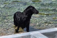 ZALUTAO LJUBIMAC Ovaj crni zaigrani neznanac pronađen na plaži u Jelsi: "Prepoznajete li ga?"