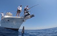 ROGOZNIČKI AKVATORIJ PREPUN TUNE Drugi ribolovni dan trećeg izdanja međunarodnog „Adriatic offshore tune championship Rogoznica 2026.”