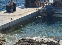 SORRY KUPAČI U Hvaru imate dva metra za kupanje jer ekipa mora 'mlatit lovu': "Pogledajte dokle je došao plažni konop!"
