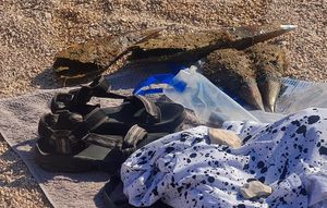 Turisti u Bibinjama čupaju periske - Zašto komunalci nisu reagirali?