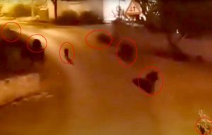 VIDEO Otok Molat zaposjele divlje svinje - Šeću ulicama i oko kuća