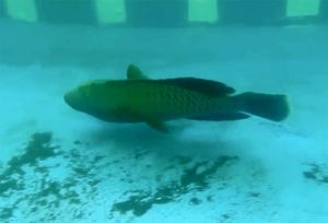U pulski Aquarium stigao Napoleon, riba koja nakon osme godine života promijeni spol