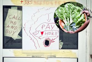 BANKOMAT ZA BLITVU Zanimljiva inovacija s Brača